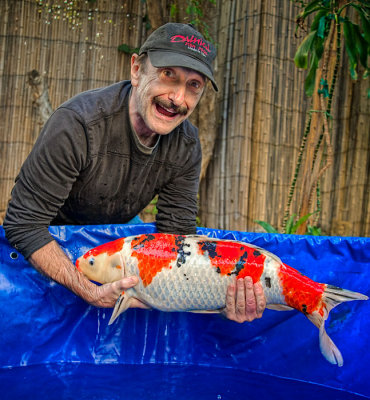 Toyoma Koi fish