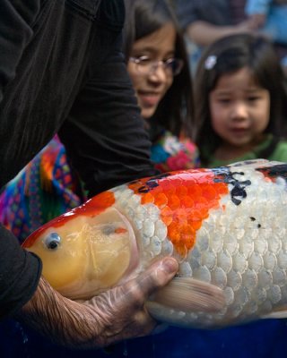 Koi petting