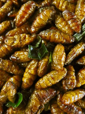 Fried palm worms delicacy