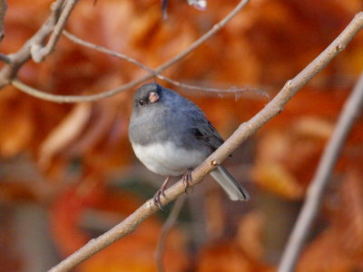 Junco