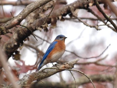 Eastern Bluebird