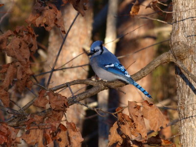 BlueJay2.jpg