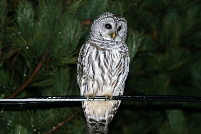 Barred Owl on a Rainy Night - IMG_4484_edited-1.jpg