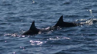 Feb 28th      Spinner Dolphins Off Lanaii 060040.jpg