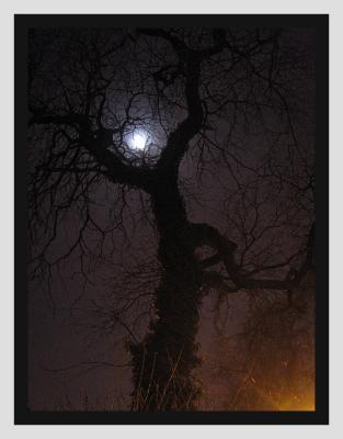 Tree Lurching for Lunar Love