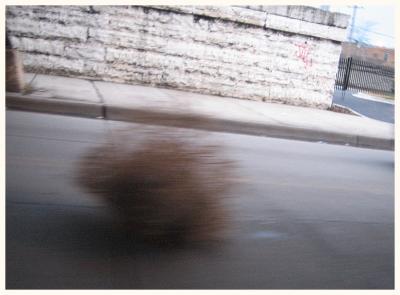 Tumbleweed in Chicago