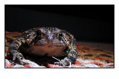 Toad Stare Down