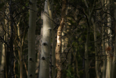 Forest Light