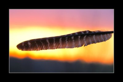 hawk feather message