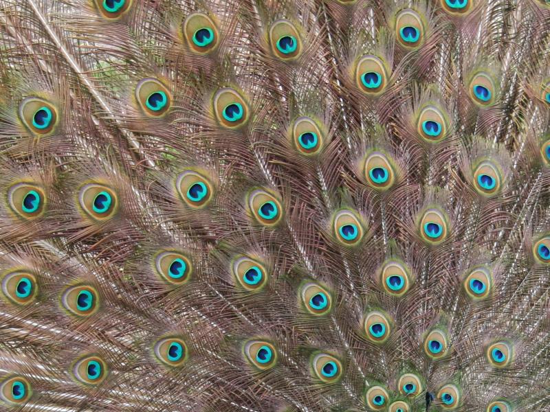 Peacock Plumes