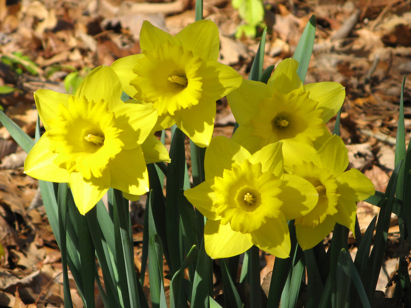 The Daffodils Are Blooming!