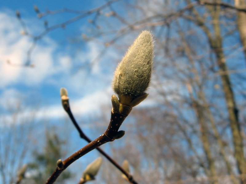 A Sign of Spring