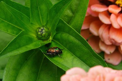 Bud and Beetle