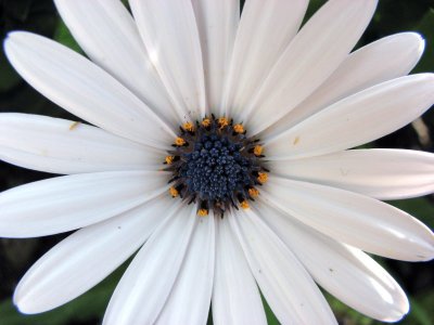 Flower Closeup