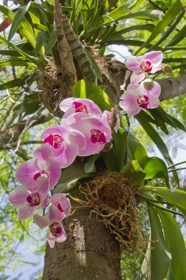 Dangling Orchids