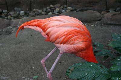 Bashful Flamingo