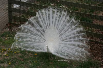 White Peacock