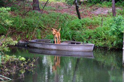 Dog and Rowboat