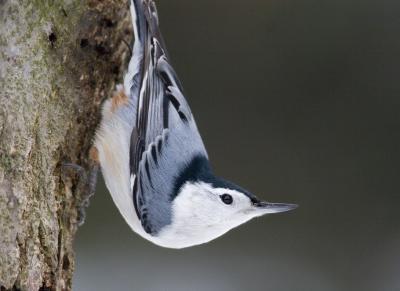 moms_backyard_birds