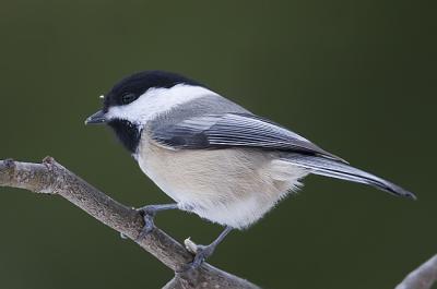 moms_backyard_birds