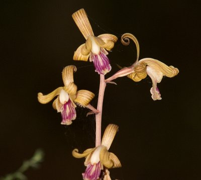 wildflowers