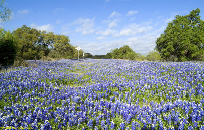 hill_country_spring_2010