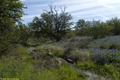 hill_country_spring_2010