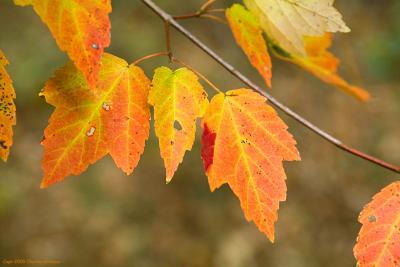 fall_05