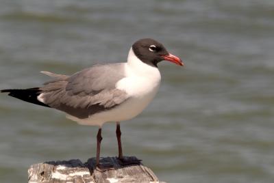 JL-Seagull.jpg