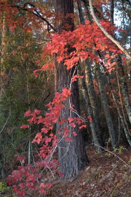 Red-Maple--Pine.jpg