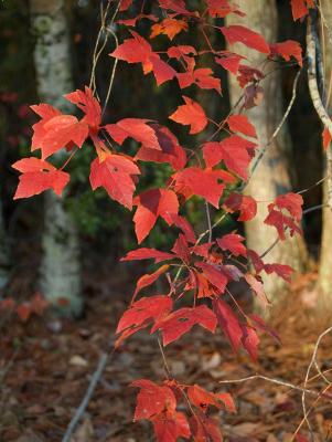 Red-Maple-4.jpg