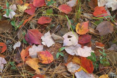 Red-Maple-Color.jpg
