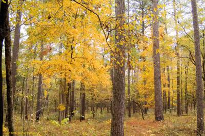 Red-Maple-turns-Gold.jpg