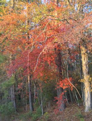 fall_05