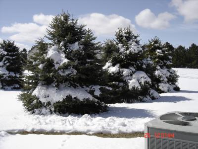 SNOW ON TREES.jpg