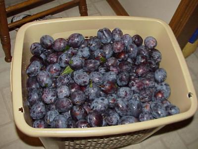 PLUMS-3.JPG