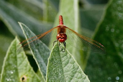 Dragonflies & Damselflies