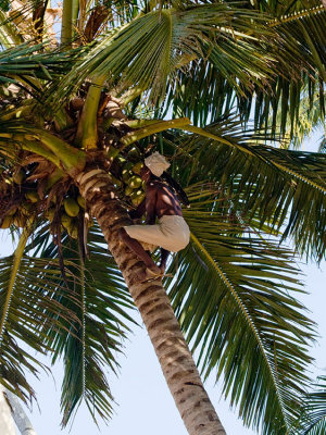 Harvesting Coconuts