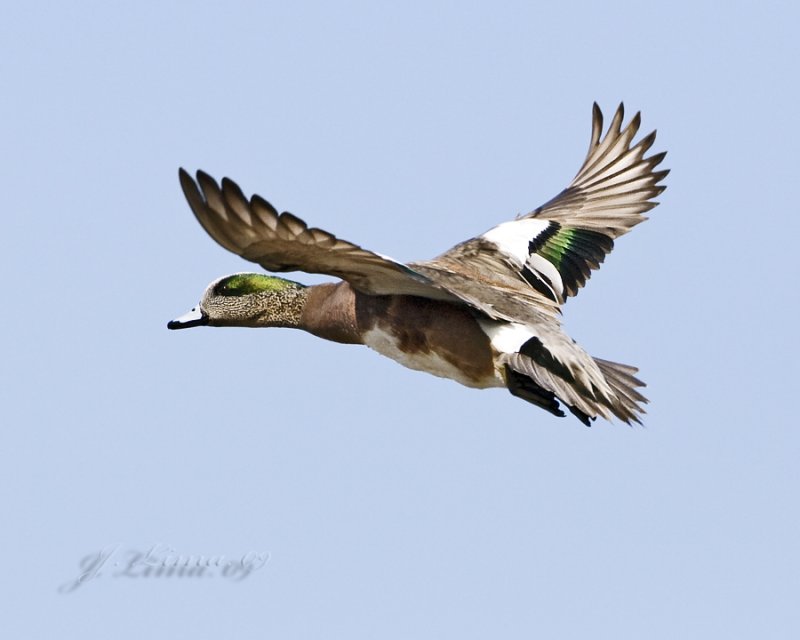 American Widgeon Male