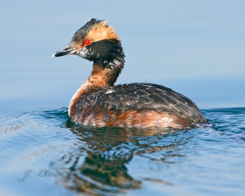 Horned Grebe