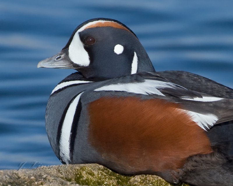Harlequin Duck Male Resting