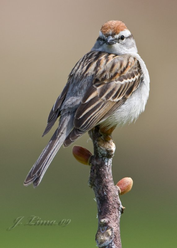 Chipping Sparrow
