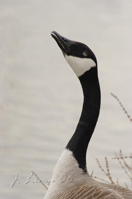 Canada Goose Looking Skyward