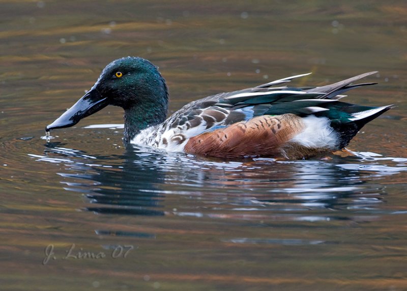 Shoveler Male