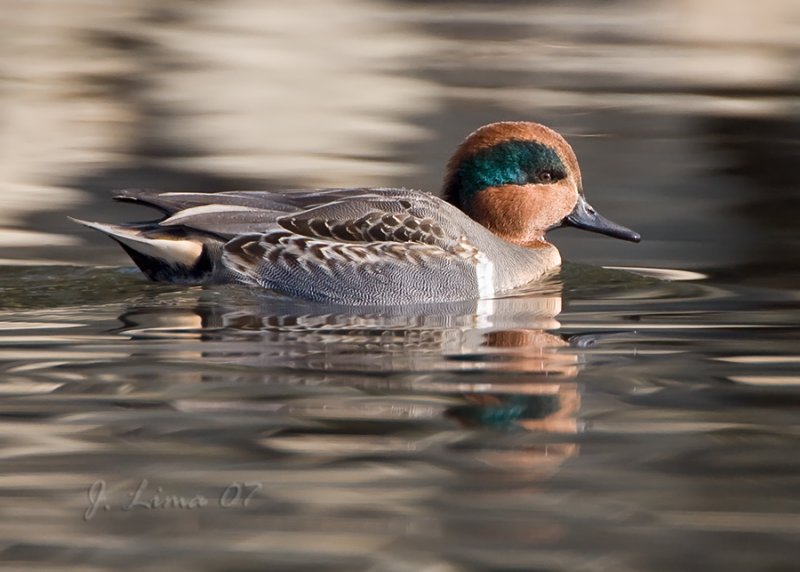 Green Wing Teal
