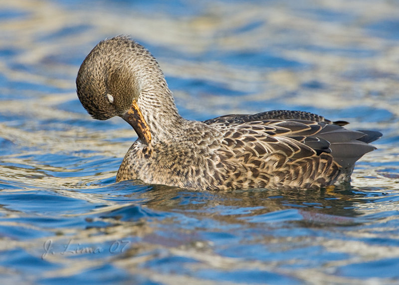 Gadwall Female