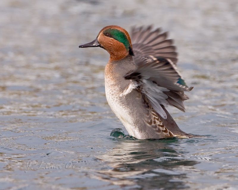 Green Wing Teal