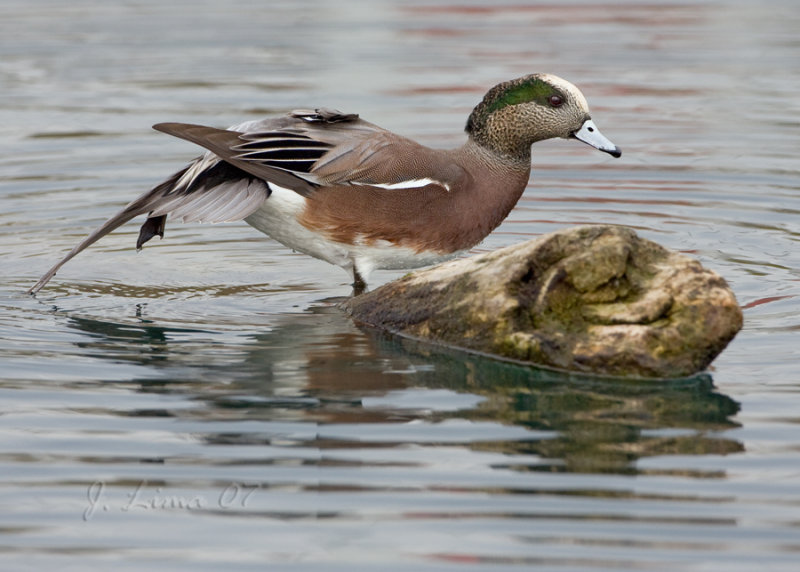 American Widgeon