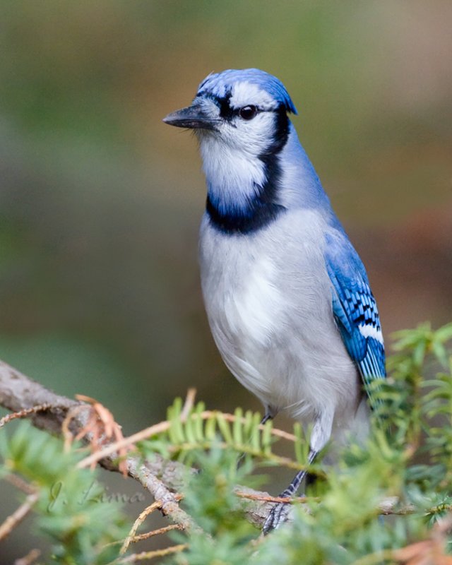Blue Jay