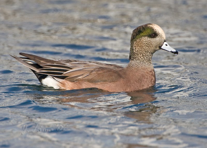 Male American Widgeon